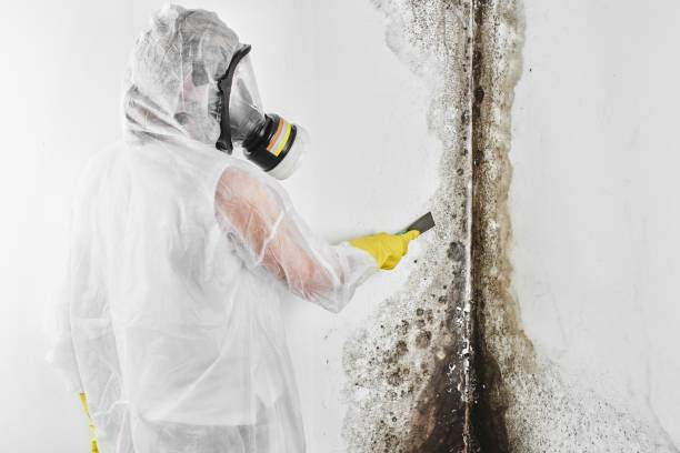 Best Basement Mold Remediation in Sperry, OK