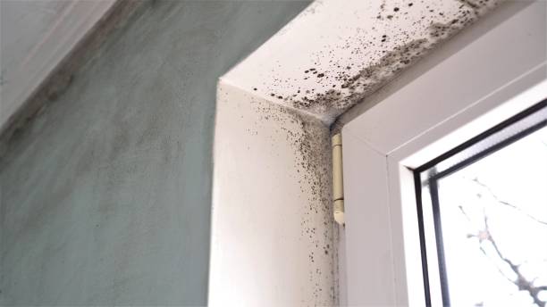 Best Residential Mold Remediation in Sperry, OK