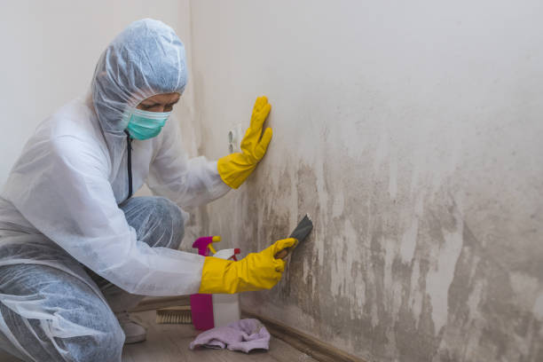 Best Commercial Mold Remediation in Sperry, OK