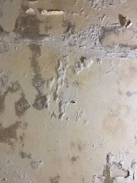 Best Attic Mold Remediation in Sperry, OK