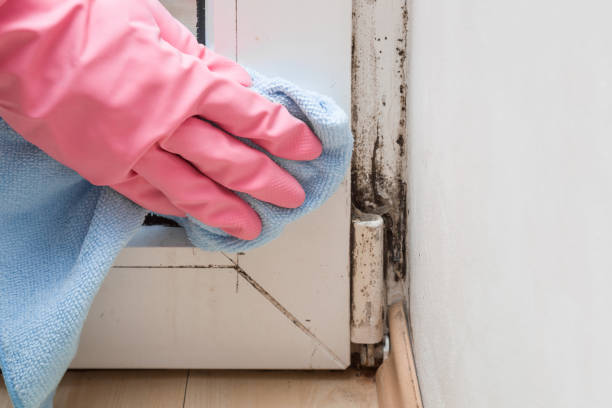 Best Emergency Mold Remediation in Sperry, OK
